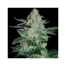 Grow Shop Pyramid Seeds - Tutankhamo...
