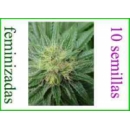 Grow Shop Resin Seeds - Bubblicious ...