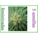 Grow Shop Resin Seeds - Bubblicious ...