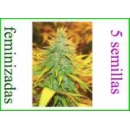 Grow Shop Resin Seeds - Critical Haz...