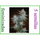 Grow Shop Resin Seeds - L.A. Ultra (...