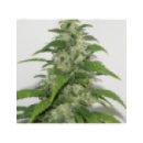 Grow Shop Resin Seeds - Yummy (3f)
