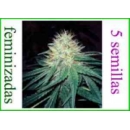 Grow Shop Royal Dutch - Six Shooter ...