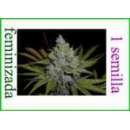 Grow Shop Sacred Valley Seeds - Big ...