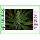 Grow Shop Sacred Valley Seeds - Kush...