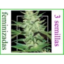 Grow Shop Samsara Seeds - Crazy Miss...