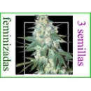 Grow Shop Samsara Seeds - El Alquimi...