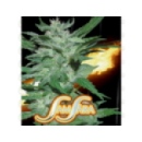 Grow Shop Samsara Seeds - Flash Baby...