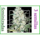 Grow Shop Samsara Seeds - Green Love...