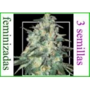 Grow Shop Samsara Seeds - Jekyll Pas...