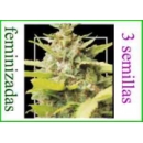 Grow Shop Samsara Seeds - Kiss Drago...