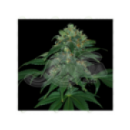 Grow Shop Samsara Seeds - Punky Lion...