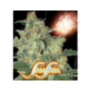 Grow Shop Samsara Seeds - Shot Adren...