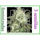 Grow Shop Samsara Seeds - Spicy Whit...