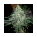 Grow Shop Samsara Seeds - Spiritual ...