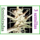 Grow Shop Samsara Seeds - Supersonic...