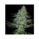 Grow Shop Samsara Seeds - Sweet Blac...
