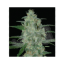Grow Shop Samsara Seeds - Thunder Bl...