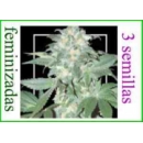 Grow Shop Samsara Seeds - Ultraviole...