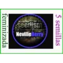 Seedism - Neville Berry (5f)^