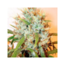 Serious Seeds - Kali Mist (11r)^