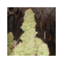 Serious Seeds - White Russian (1...