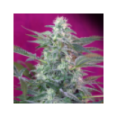 Grow Shop Sweet Seeds - Big Foot  (5...