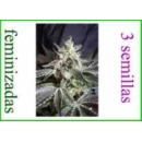 Grow Shop Sweet Seeds - Black Jack (...