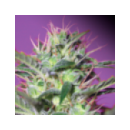 Grow Shop Sweet Seeds - Botafumeiros...