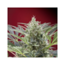 Grow Shop Sweet Seeds - Cream 47 (5f...