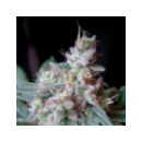 Grow Shop Sweet Seeds - Cream Carame...