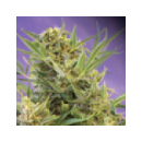 Sweet Seeds - Double White (3f)