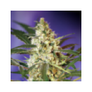 Sweet Seeds - Fast Bud #2 Automa...