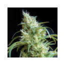 Sweet Seeds - Flash Back #2 (3f)