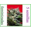 Sweet seeds - Ganesh Spirit (5f)