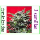 Sweet Seeds - Green Poison (3f)