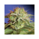 Sweet Seeds - Green Poison Auto ...
