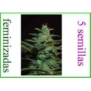 Sweet Seeds - Ice Cool (5f)