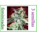 Grow Shop Sweet Seeds - Jack 47 (3f)