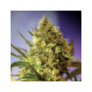 Grow Shop Sweet Seeds -  +Speed  (3f...