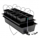 Grow Shop Wilma 10 plantas^