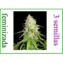 Grow Shop World of Seeds - Afgan Kus...