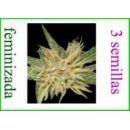 Grow Shop World of Seeds - Amnesia (...