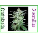 Grow Shop World of Seeds - Delirium ...