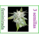 Grow Shop World of Seeds - Domina St...