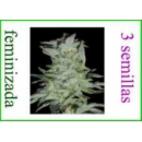 Grow Shop World of Seeds - High Tens...