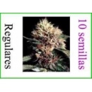 Grow Shop World of Seeds - Ketama (1...
