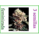 Grow Shop World of Seeds - Ketama (L...