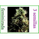 Grow Shop World of Seeds - Kilimanja...