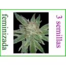 Grow Shop World of Seeds - Madness (...